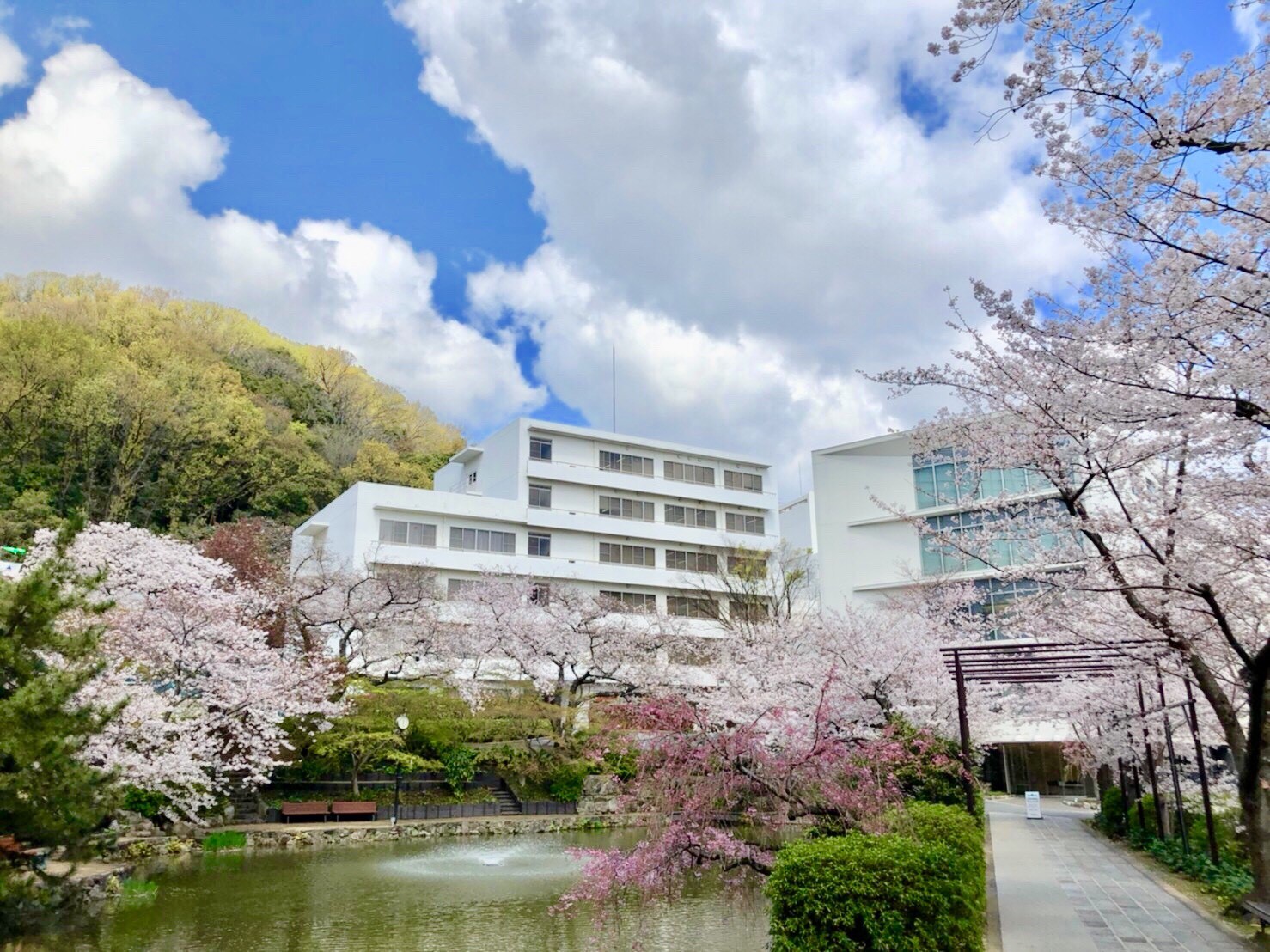 記事 大学の桜が満開です！のアイキャッチ画像