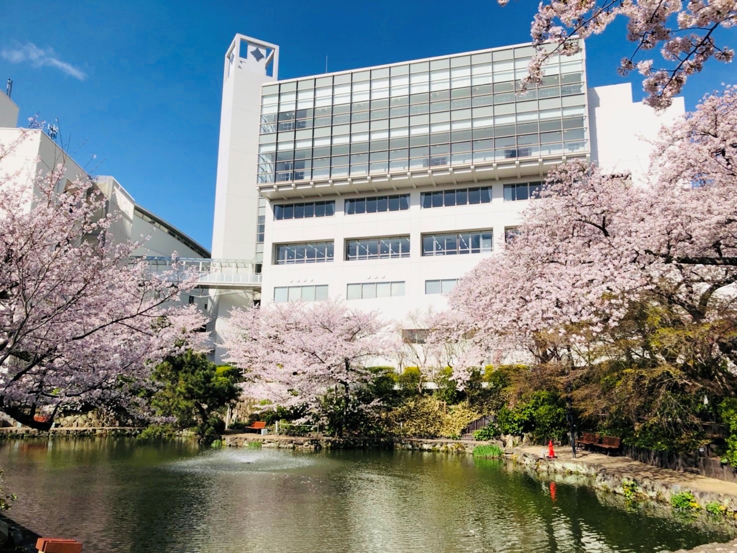 記事 新年度が始まりました！桜がとにかく綺麗です♪のアイキャッチ画像